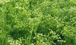 芹菜花怎么养 芹菜花怎么养护