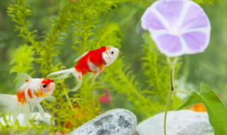 鱼缸里怎么养水草 鱼缸里怎么养水草好