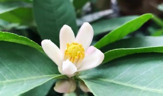 柠檬花怎么养 柠檬花怎么养几天浇一次水