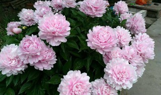 家里栽芍药有什么说法吗（家里栽芍药有什么说法吗）