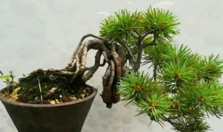 岩松怎么养（绿松石怎么保养）