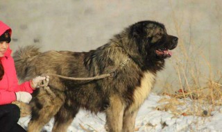高加索犬怎么养（高加索犬怎么养不凶）