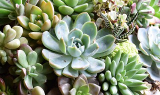 吉娃娃怎么养多肉植物 吉娃娃多肉如何养