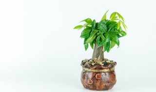 发财树盆景怎么养（发财树盆景怎么养殖）