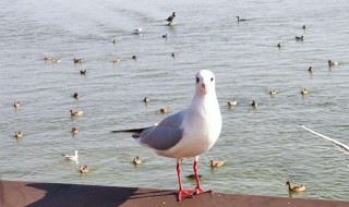 海鸥怎么养 海鸥幼鸟怎么养