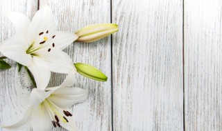百合花土养怎么养 百合花土养怎么养才能开花