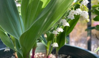 铃兰花怎么养才开花（铃兰花怎么养才开花快）