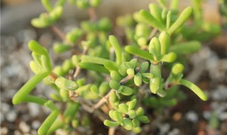 枝干番杏怎么养才开花（枝干番杏开花期间怎么养护）