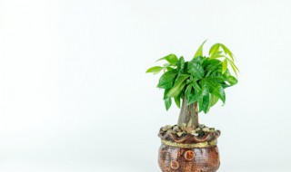 发财树水里怎么养才茂盛（发财树怎么水养才旺盛）