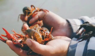 野生龙虾喜欢吃什么诱饵（捕捉龙虾用什么食物引诱最好）