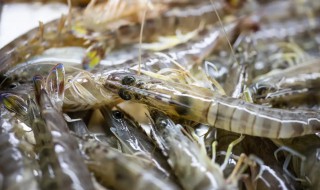 海虾怎么养殖 海虾怎么养殖最好