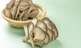 蘑菇生长在哪里（蘑菇生长在哪里简笔画）