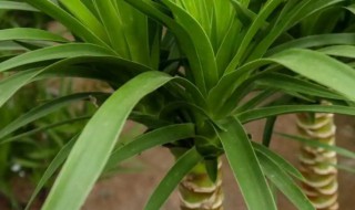 室内喜阴大型植物有哪些 室内喜阴大型植物有哪些呢