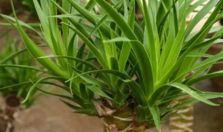 哪些植物不喜阳光（哪种绿植不喜阳光）