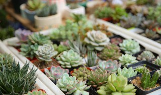 多肉植物怎么养用什么土 多肉植物怎么养用什么土好