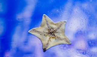 海星怎么繁殖（海星怎么繁殖后代视频）