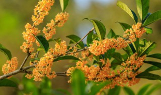 桂花树怎么繁殖 桂花树怎么繁殖的