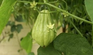 佛手瓜该怎么种才可以发芽（佛手瓜怎么发芽怎么种）