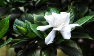 栀子花剪枝怎么剪（栀子花剪枝怎么剪视频）