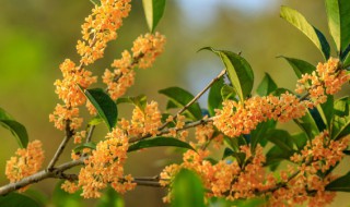 桂花树怎么剪枝 桂花树怎么剪枝后一点新芽都不会长什么原因呀