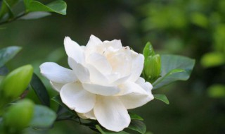 栀子花怎么剪枝（栀子花怎么剪枝什么时候剪）