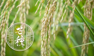 稻子成熟的季节是什么节气 稻谷是什么时候成熟的属于什么节气