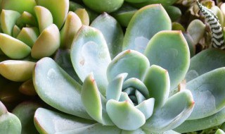 多肉类花卉怎么养 多肉花怎么养殖