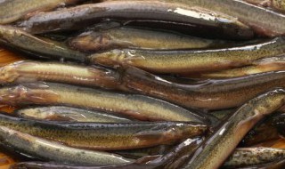 塑料桶养泥鳅技术（塑料桶养泥鳅技术方法）