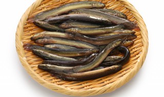 室内养泥鳅的最佳方法（室内泥鳅的养殖技术）
