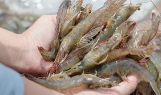 河里抓的小虾怎么养活（抓回来的河虾怎么养活）