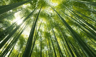 树荫下种植什么最好（树荫下种植什么最好看）