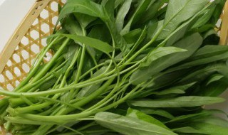 屋里种菜什么方法（屋里种菜什么方法防虫）