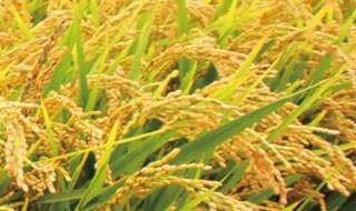寒稻什么时候种植 寒稻什么时候种植最好