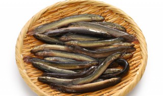 养泥鳅可以喂米饭吗（泥鳅能用米饭来喂养吗?）