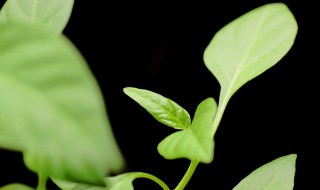 冰粉籽发芽了怎么种