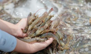 地笼捕河虾用什么诱饵 地笼捕河虾用什么诱饵,饵料用多长时间更换