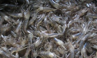 野生米虾怎么养殖 野生米虾怎么养殖的