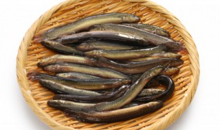 怎么养泥鳅在家里 怎么养泥鳅在家里卖