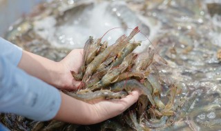 海虾吃什么东西怎么养（海虾要怎么养）