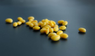 怎么泡黄豆发芽最快 黄豆怎么泡才快发芽