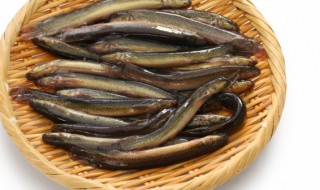 家里养泥鳅会自行繁殖吗 家里养泥鳅会自行繁殖吗