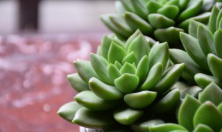 多肉怎么养啊 多肉怎么养啊多肉的植物