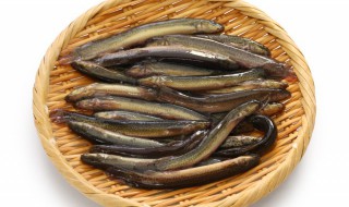 家里可以养泥鳅吗（家里可以养泥鳅吗?）