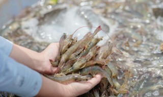 怎么养小虾米（怎么养小虾米视频教程）