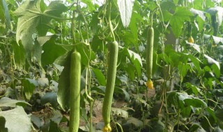 丝瓜露天种植时间和方法 丝瓜露天种植时间和方法图片