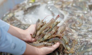 虾笼里放什么诱饵最好（虾笼诱饵放什么位置好）