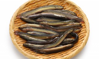 泥鳅买回来怎么养（泥鳅买回来怎么养活）