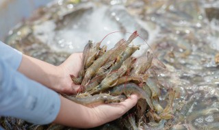家里如何养虾 家中怎么养虾
