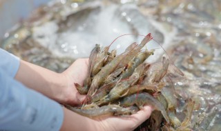 钓鱼虾饵如何制作方法（钓鱼虾饵如何制作方法图片）