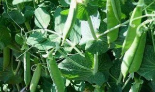 山东春季芸豆种植时间 芸豆种植季节